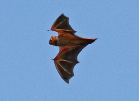 Eastern Red Bat